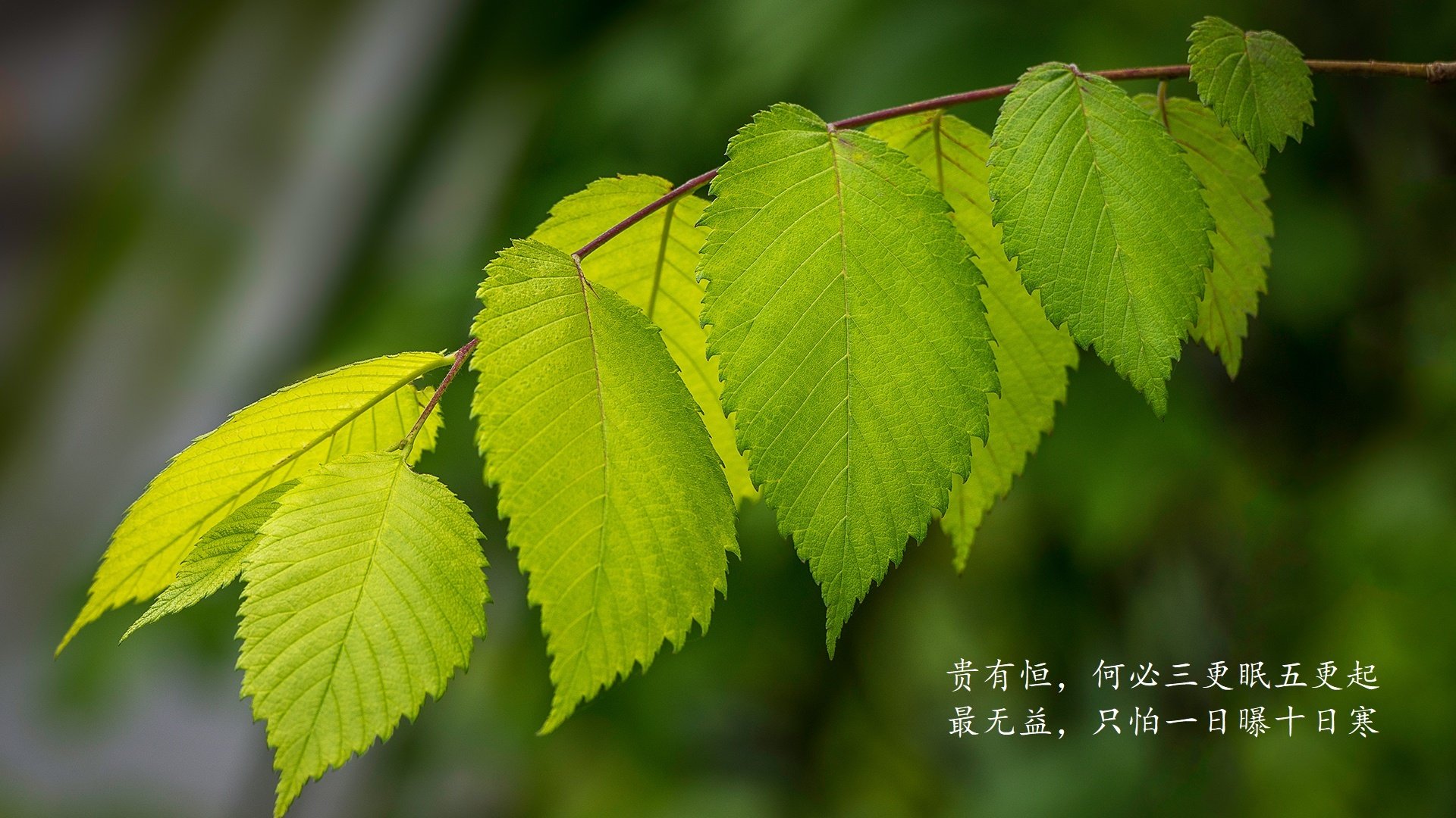 蒙彼利埃球员实现帽子戏法，球队大胜取分，蒙彼利埃球衣