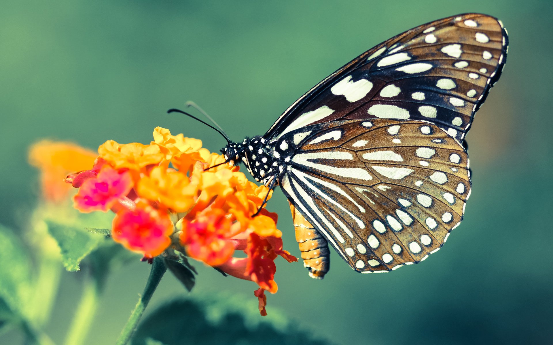 开云体育在线赛事直播-国际篮球规则变化对中国球队有何影响，2021年国际篮球规则
