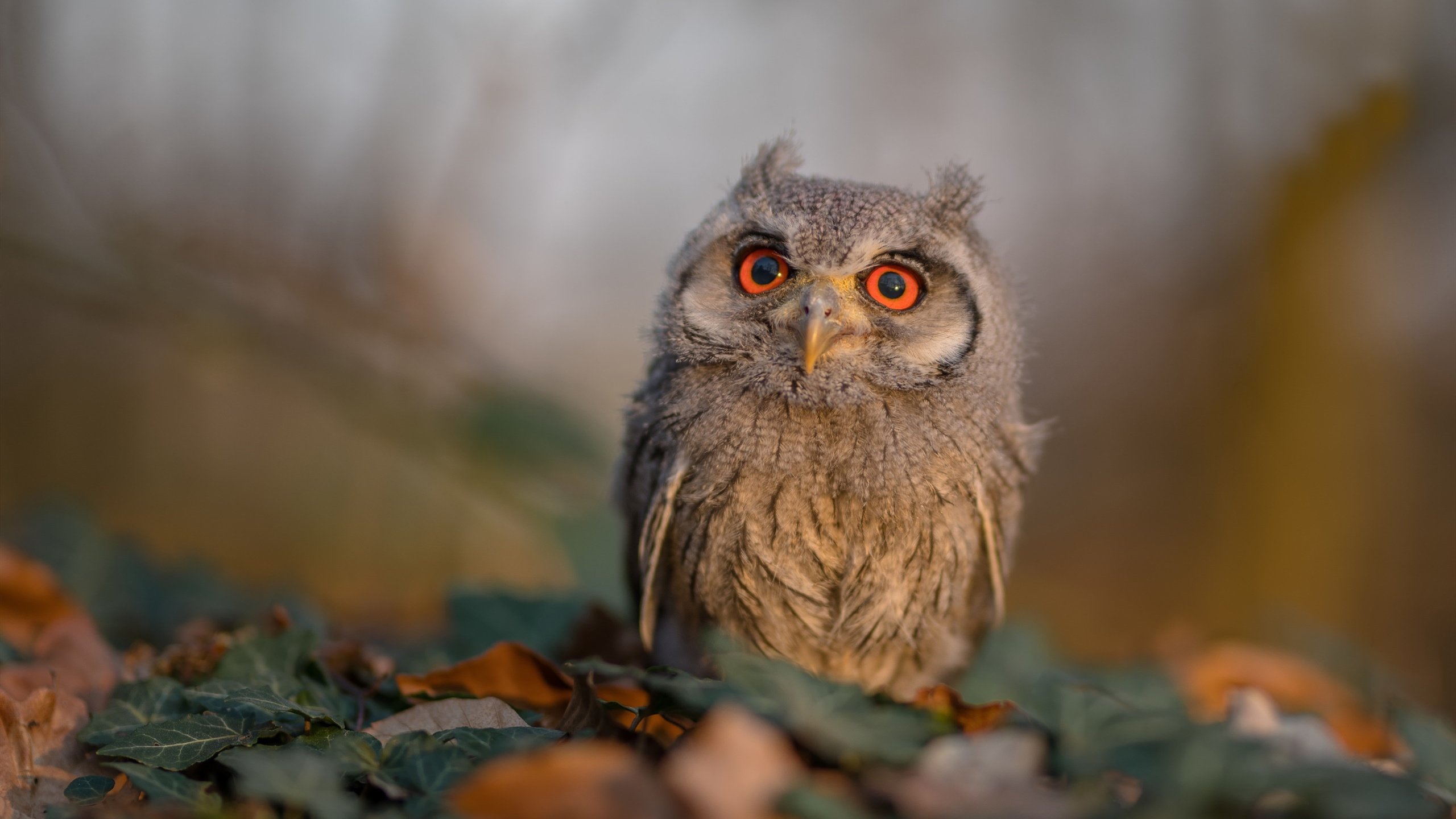 kaiyun官方入口登录-赫塔菲主打防反体系抢分成功，赫塔菲实力