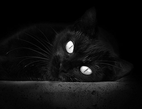 开云平台-独行侠计划引入更多科技手段辅助训练评估,独行侠技能