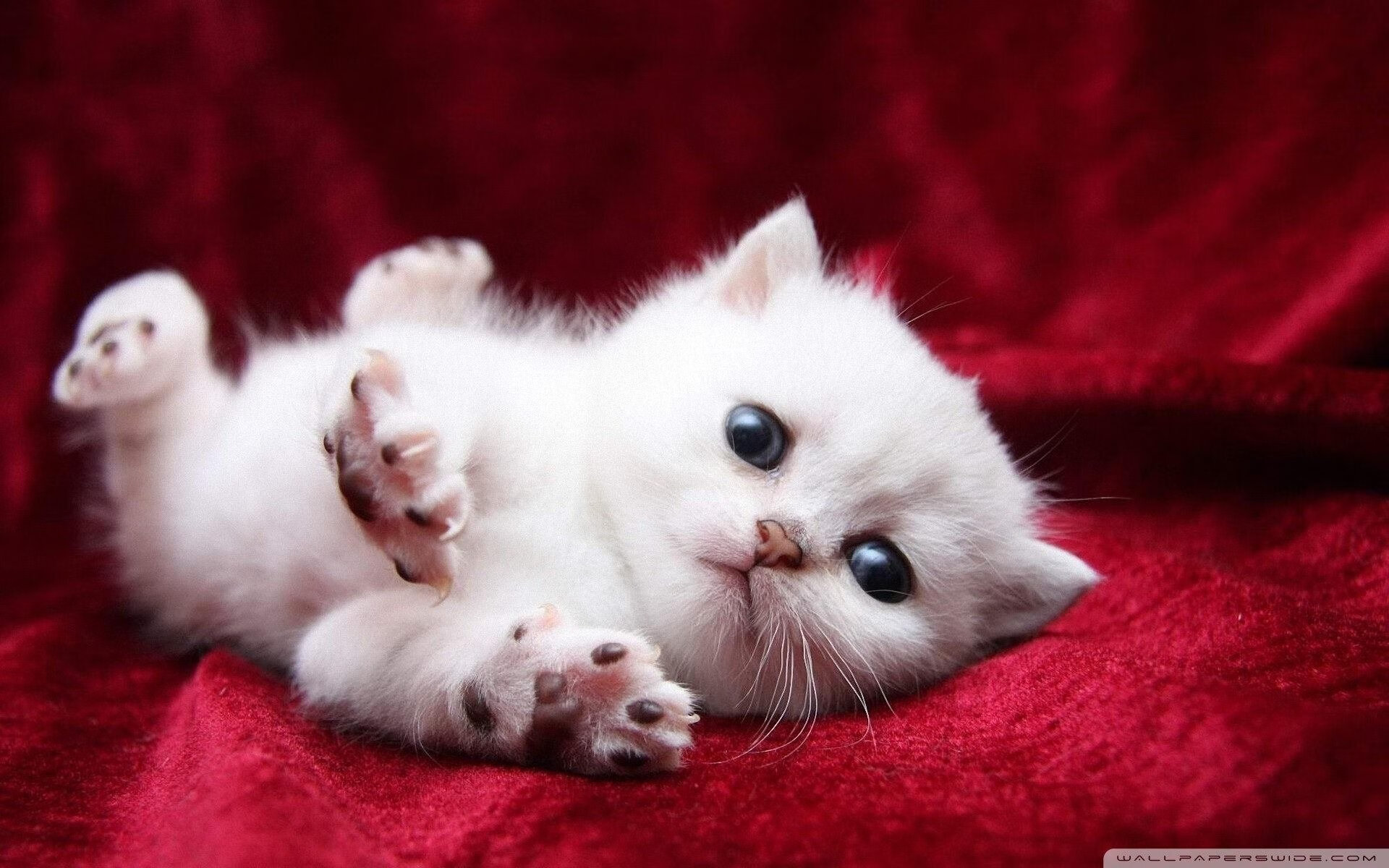 开云入口-球迷横幅抗议裁判判罚,赛会回应承诺调查,球员骂裁判